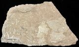 Ordovician Bryozoans (Chasmatopora) Plate - Estonia #50022-1